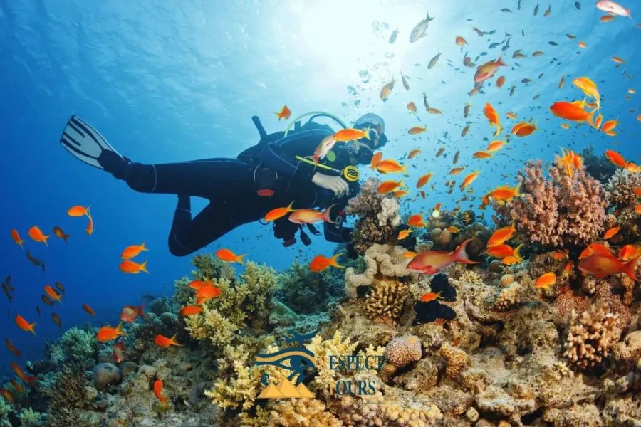 Marsa Alam Snorkeling Tour